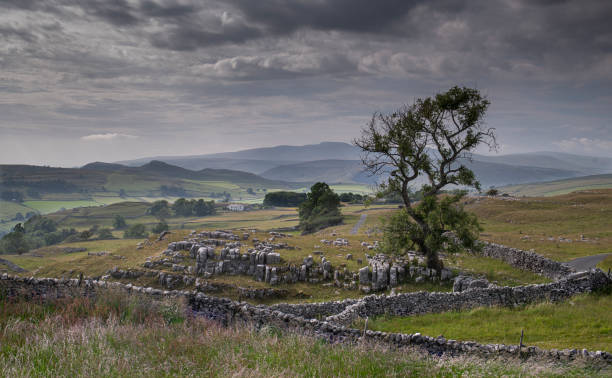 istock tree in the yorkshire dales landscape 1327204490