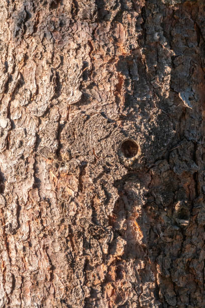 istock Bark of pine tree. The texture of spruce bark. 1327206034
