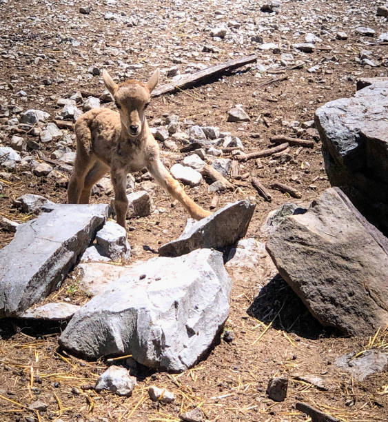 istock Baby mountain goat learning to stand 1327206077