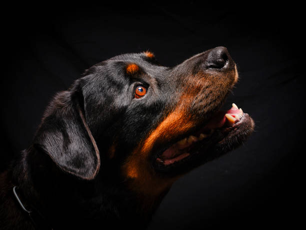 istock Rottweiler portriat 1327209179