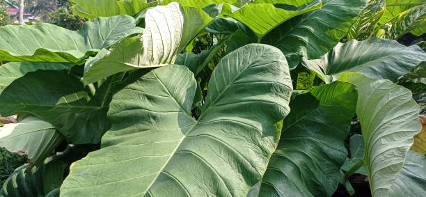 istock taro plant with green and wide leaves 1327210129