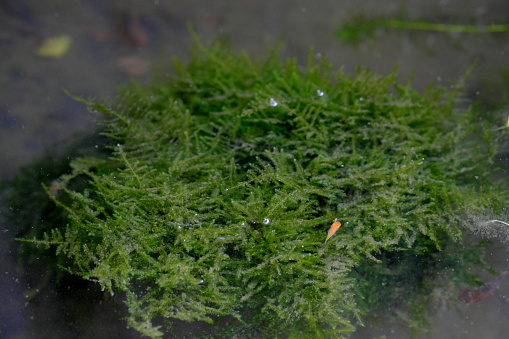 Photosynthetic willow moss and fry of goldfish