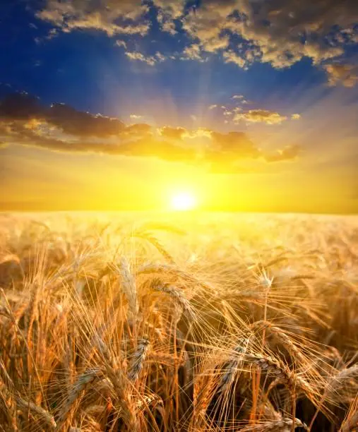 Photo of evening wheat field