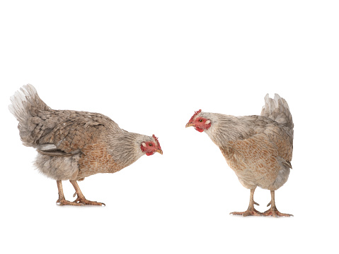 two brown chicken isolated on a white background.