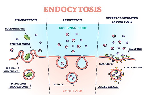 Endocytosis process with closeup cell side view in anatomical outline diagram. Phagocytosis, pinocytosis or receptor mediated stages explanation vector illustration. Labeled intracellular invagination