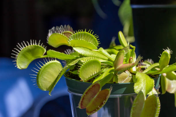 istock Macro abstract view of a Venus flytrap houseplant 1327212970