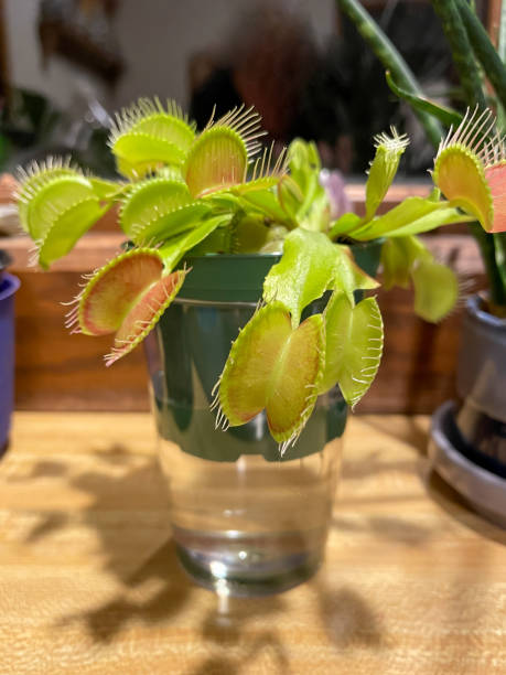 istock Macro abstract view of a Venus flytrap houseplant 1327213055