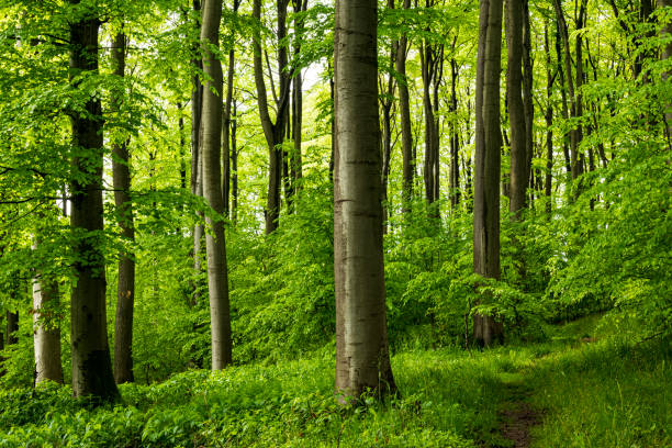 istock Forest path in a beautiful beech forest, near Goldbeck, Extertal, Germany. 1327214288