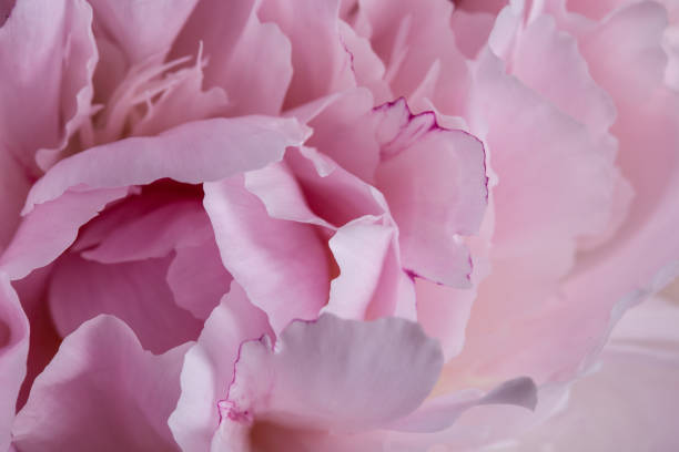 istock Pink peony flower in bloom with smooth clear petals 1327214375
