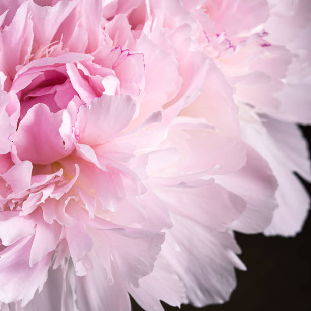 istock Pink peony flower in bloom with smooth clear petals 1327214388