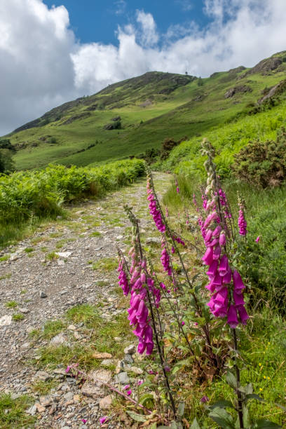 istock English Lake District Path To Mountain 1327215567