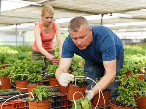 istock Man with wife cultivating mint 1327216129