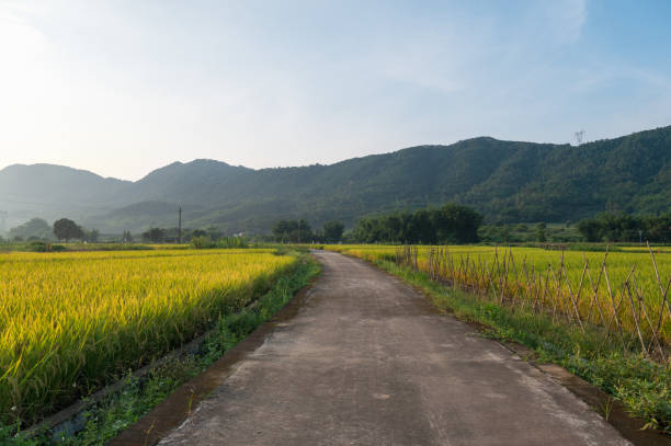 istock Beautiful scenery of rural rice fields 1327217031