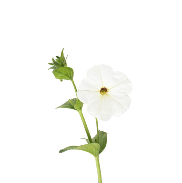 istock Beautiful white flower with green stem on a white background, isolate, Close-up 1327217390