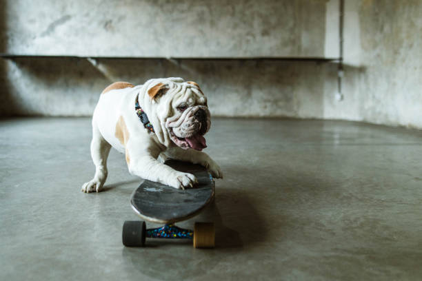 istock English bulldog on a skateboard. 1327217997