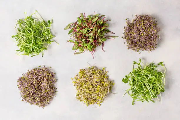 Mix of various sprouts on white background top view. Sprouted seeds. Healthy eating, detoxification.