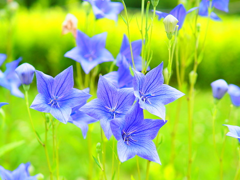 A cluster of blue bellflowers grow in a Cape Cod garden on a July afternoon.