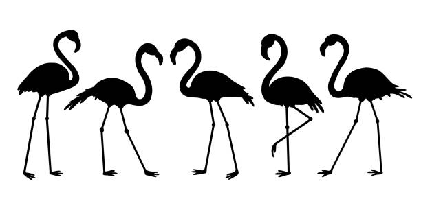 illustrations, cliparts, dessins animés et icônes de silhouette de flamant rose. - flamingo bird isolated animal leg