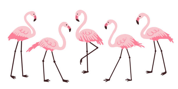 ilustraciones, imágenes clip art, dibujos animados e iconos de stock de conjunto de flamencos rosados. - american flamingo