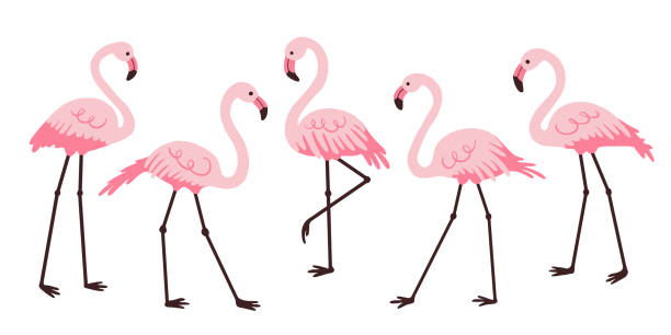 ilustrações, clipart, desenhos animados e ícones de conjunto de flamingos rosa. - flamingo