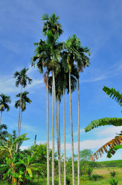 istock betel palm and blue sky 1327219723