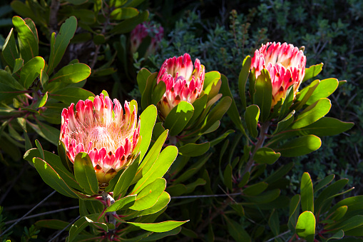 Proteas in full bloom near Witsand holiday resort in South Africa.