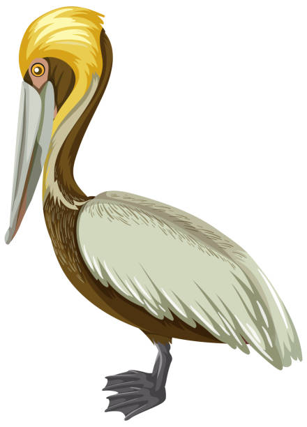 коричневый п�еликан в мультяшном стиле на белом фоне - американский бурый пеликан stock illustrations