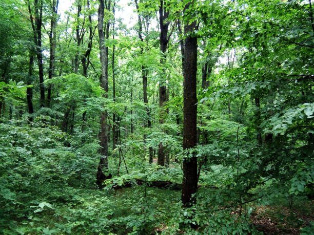 istock summer in the forest - Maramures 1327222162
