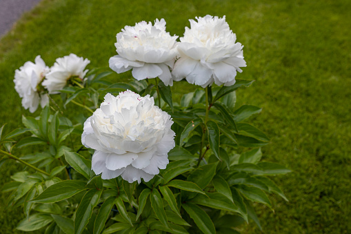 Beautiful view of white peonies flowers. Gardening concept. Sweden.