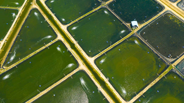 The Shrimp farming in Philippines stock photo