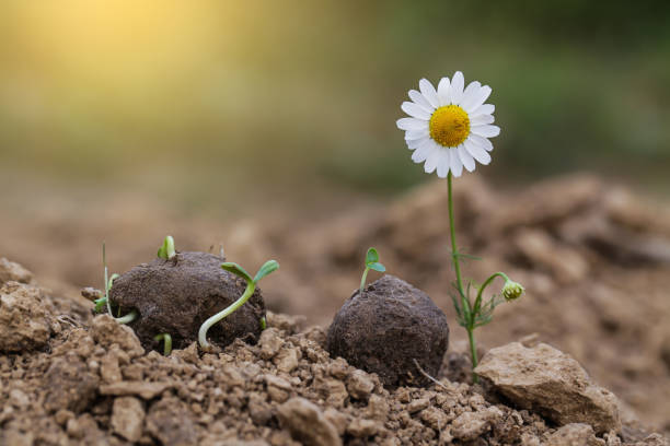 istock Guerrilla gardening. Chamomile wild flower Plants sprouting from a seed ball. Seed bombs on dry soil 1327224450