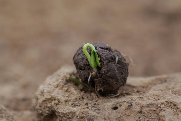 Plants sprouting from a seedball. Seed Bombs on dry soil. Guerrilla gardening concept Plants sprouting from a seedball. Seed Bombs on dry soil. Guerrilla gardening concept guerrilla warfare photos stock pictures, royalty-free photos & images