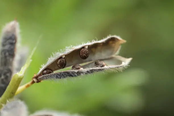 Photo of Seeds of narrow leaved lupin, Lupinus angustifolius, Lupin plant producing seed