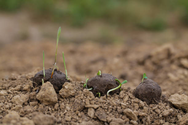 istock Guerrilla gardening. Plants sprouting from a seedball. Seed Bombs on dry soil 1327224520
