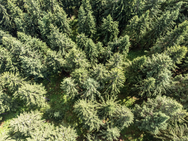 istock Coniferous trees in summer aerial view 1327225441