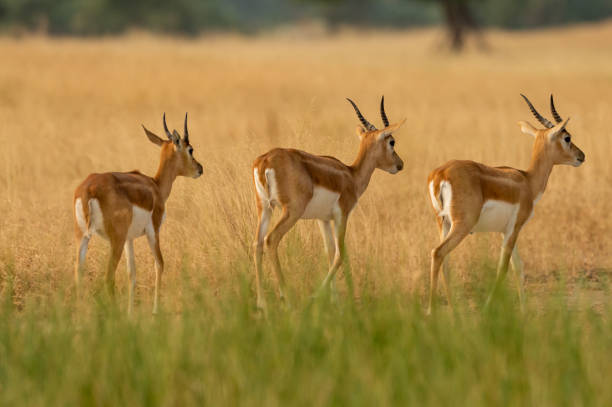 istock blackbuck or antilope cervicapra or indian antelope herd or group walking together in pattern in grassland of tal chhapar sanctuary churu rajasthan india 1327229194