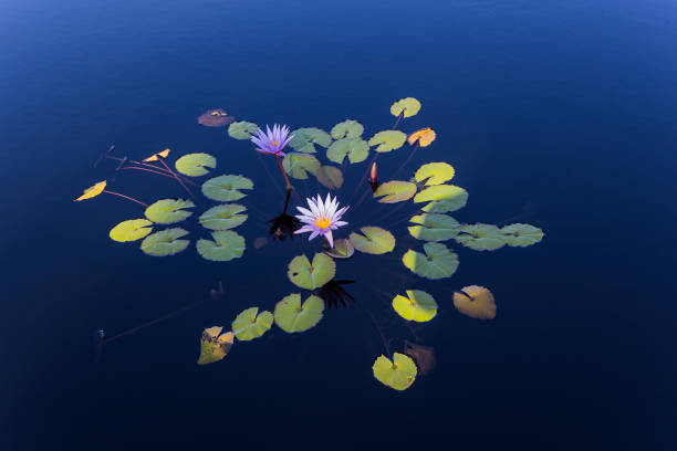 istock Water lilies in a pond, Florida, usa 1327229220