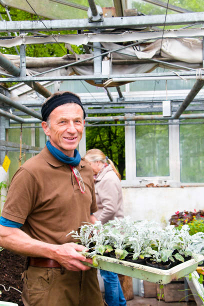 Gardener with a tray of grown silver dust plants (dusty miller) Portrait of a gardener with a tray of grown silver dust plants (dusty miller) (senecio bicolor) in a greenhouse, in background a female customer looking for plants cineraria maritima stock pictures, royalty-free photos & images