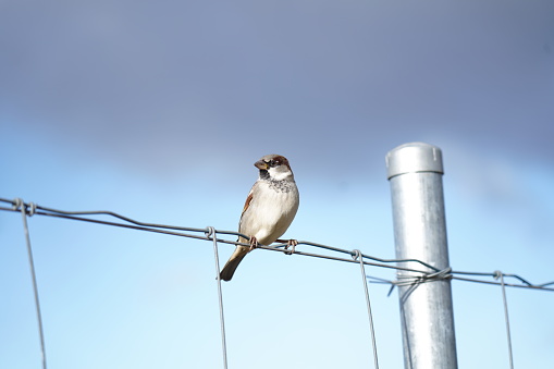 A sparrow sitting on a wire fence