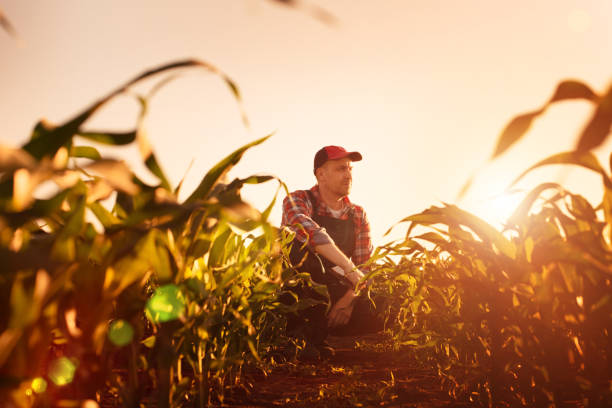 istock Middle age male caucasian maize farmer with tablet computer kneeled for inspection corn stalks 1327230884