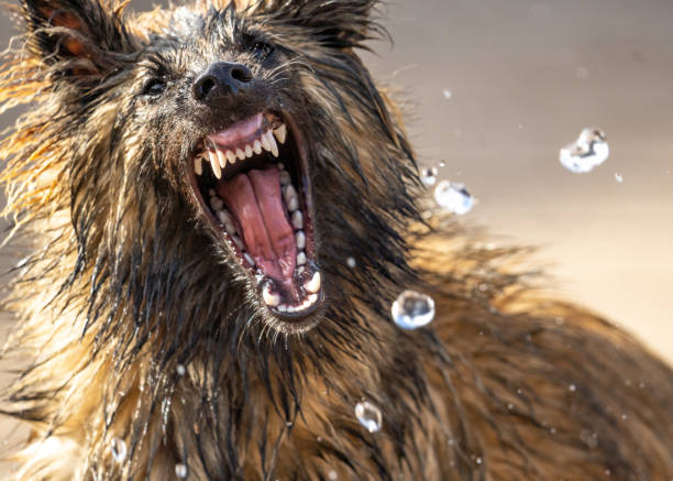 アルザスの子犬ジャーマンシェパードは、ホースパイプから水を攻撃しようとしている猛烈なベアリング歯を見て。 - 尖っている ストックフォトと画像