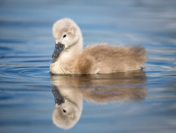 hermosas plumas esponjosas lindo cisne gris mudo cygnet que se refleja en el agua azul del lago. - cisne blanco comun fotografías e imágenes de stock