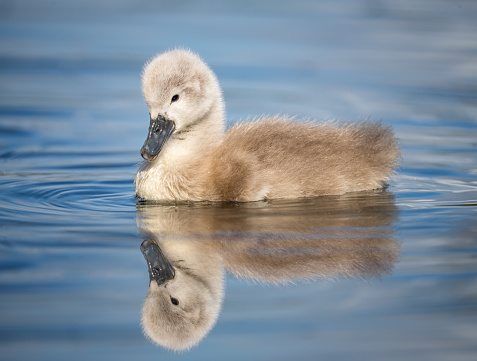 Beautiful fluffy feathers cute grey mute swan cygnet reflecting in blue water of lake.