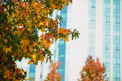 Autumn trees front of modern buildings.