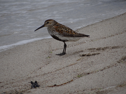 A Dunlin is walking on the baltic sea beach in Arenshoop, Germany. Also known as a Red-backed Sandpiper.