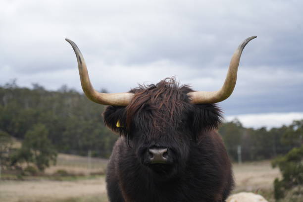 retrato de un toro negro de las tierras altas y sus cuernos - cattle highland cattle beef animal fotografías e imágenes de stock