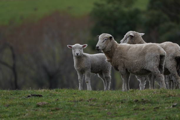 istock A sheep and lamb in a field 1327235329