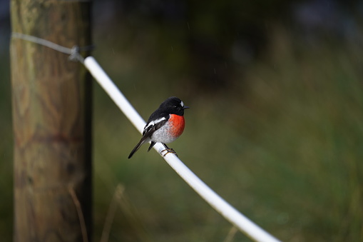 A male scarlet robin sitting on a fence in Tasmania