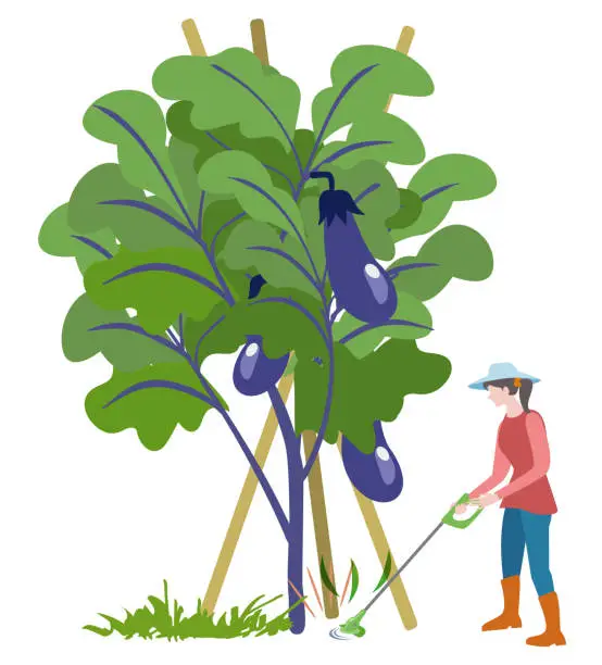 Vector illustration of Grow vegetables by mowing