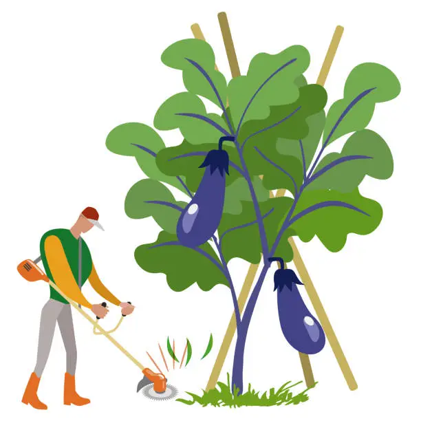 Vector illustration of Grow vegetables by mowing